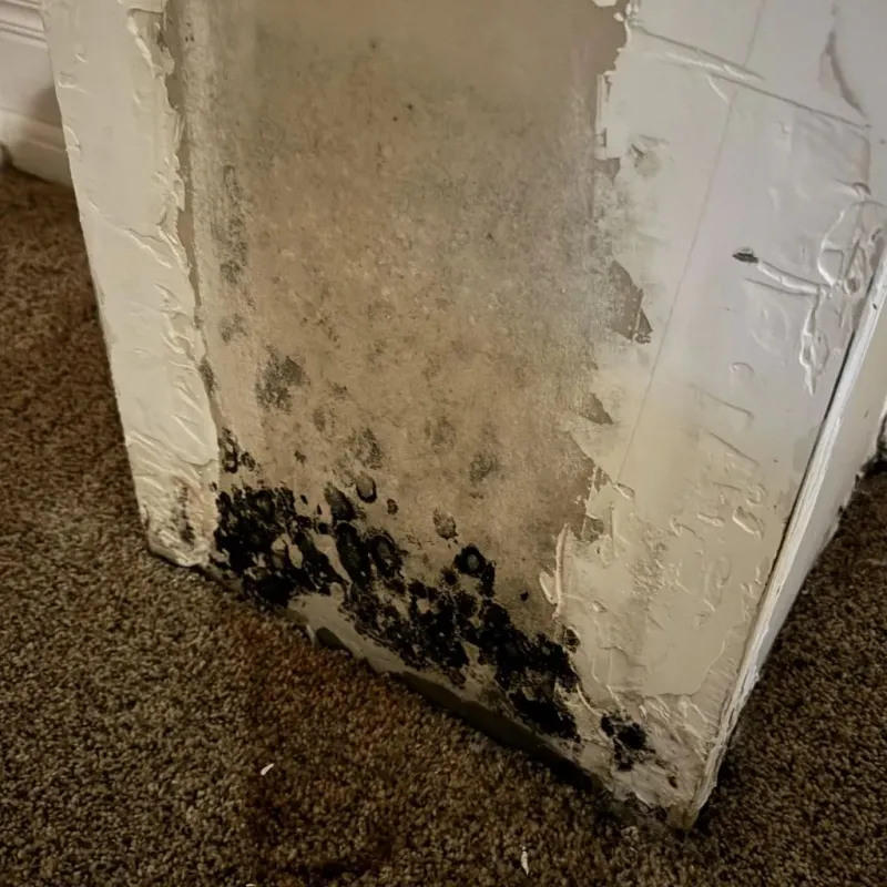 Professional Mold Removal in Durham County, NC